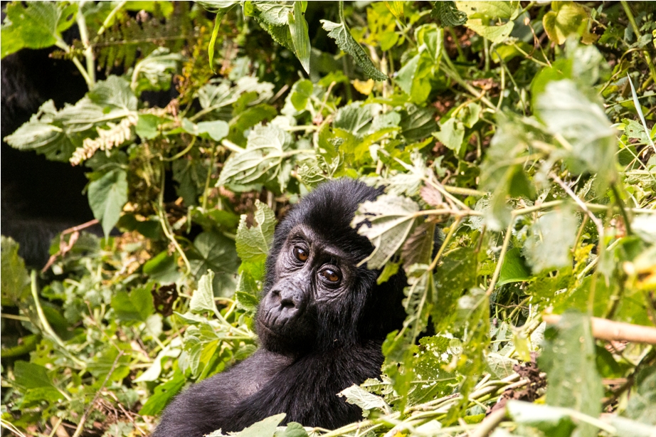Gorilla Trek Bwindi Impenetrable National Park Uganda Africa (36)