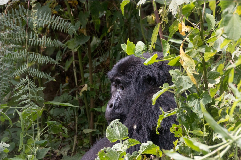 Gorilla Trek Bwindi Impenetrable National Park Uganda Africa (37)