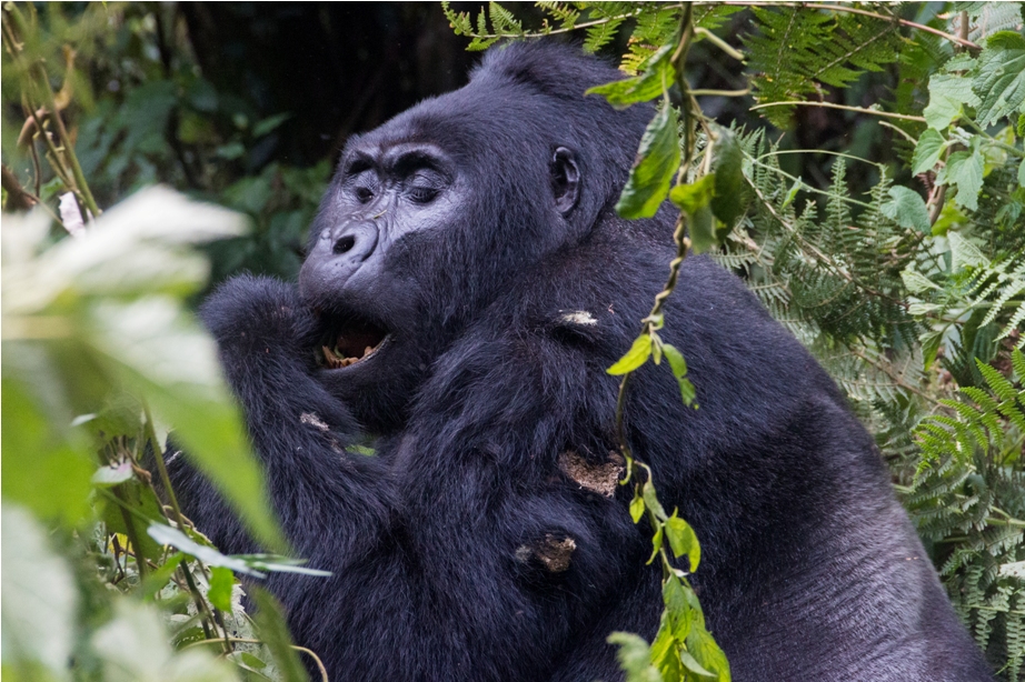 Gorilla Trek Bwindi Impenetrable National Park Uganda Africa (38)