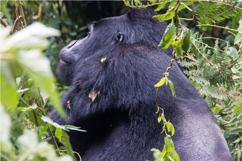 Gorilla Trek Bwindi Impenetrable National Park Uganda Africa (39)