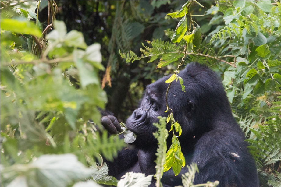 Gorilla Trek Bwindi Impenetrable National Park Uganda Africa (40)