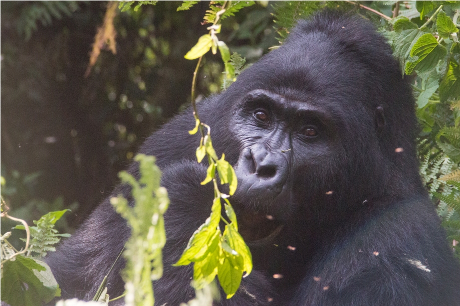Gorilla Trek Bwindi Impenetrable National Park Uganda Africa (41)