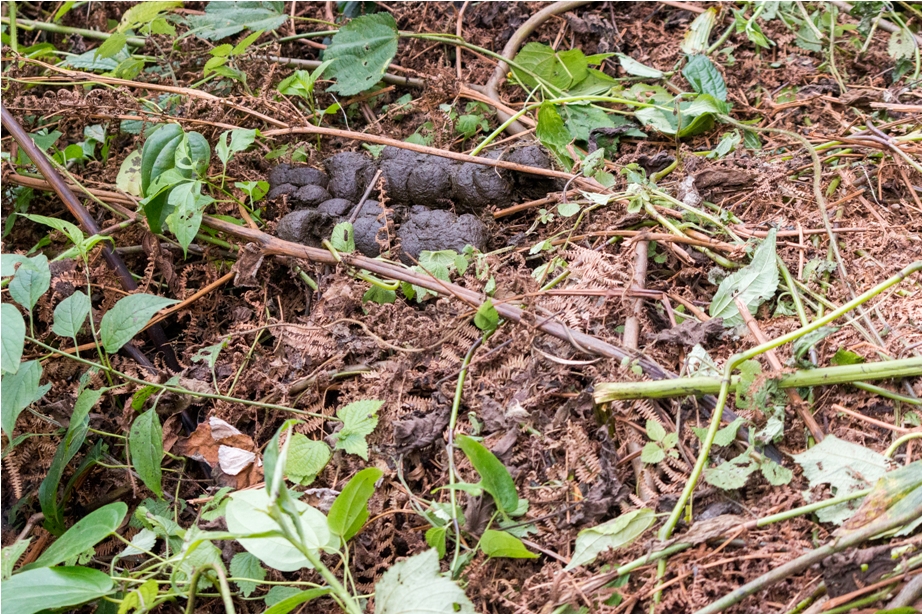 Gorilla Trek Bwindi Impenetrable National Park Uganda Africa Poop(24)