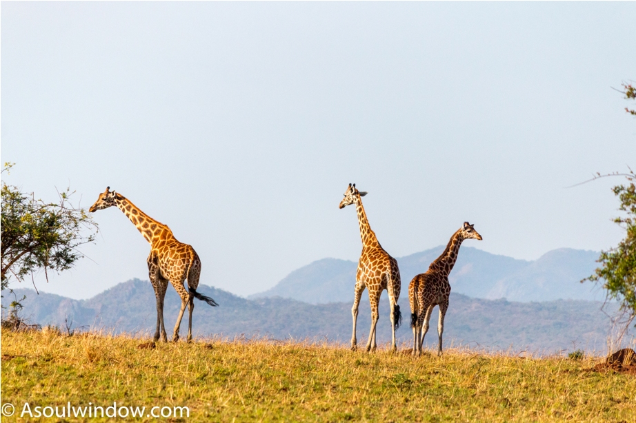 Girrafe Kidepo National Park Uganda Africa (1)