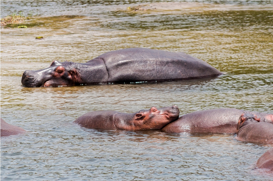 Hippopotamus Murchinson National Park Uganda Africa (25)