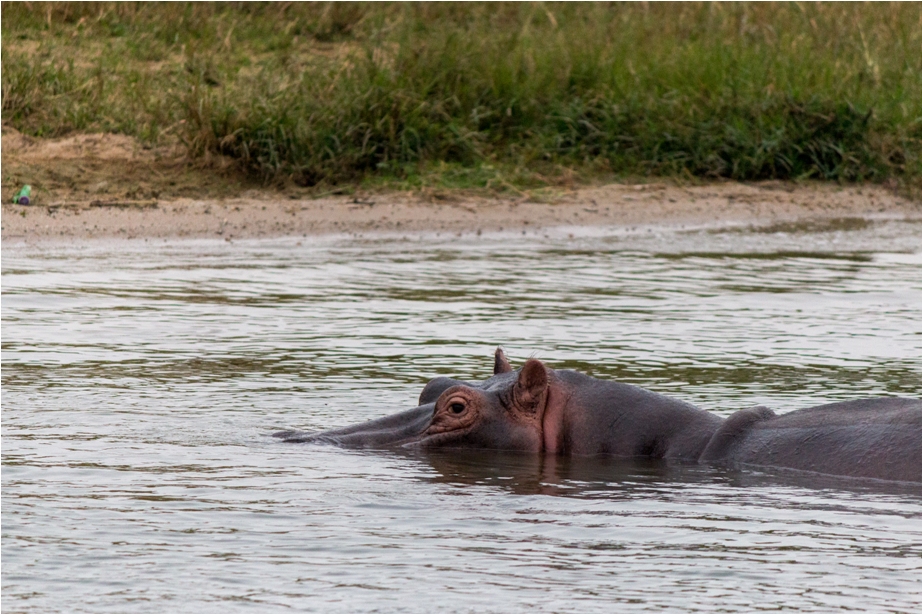 Hippopotamus Queen Elizabeth National Park Uganda Africa (15)