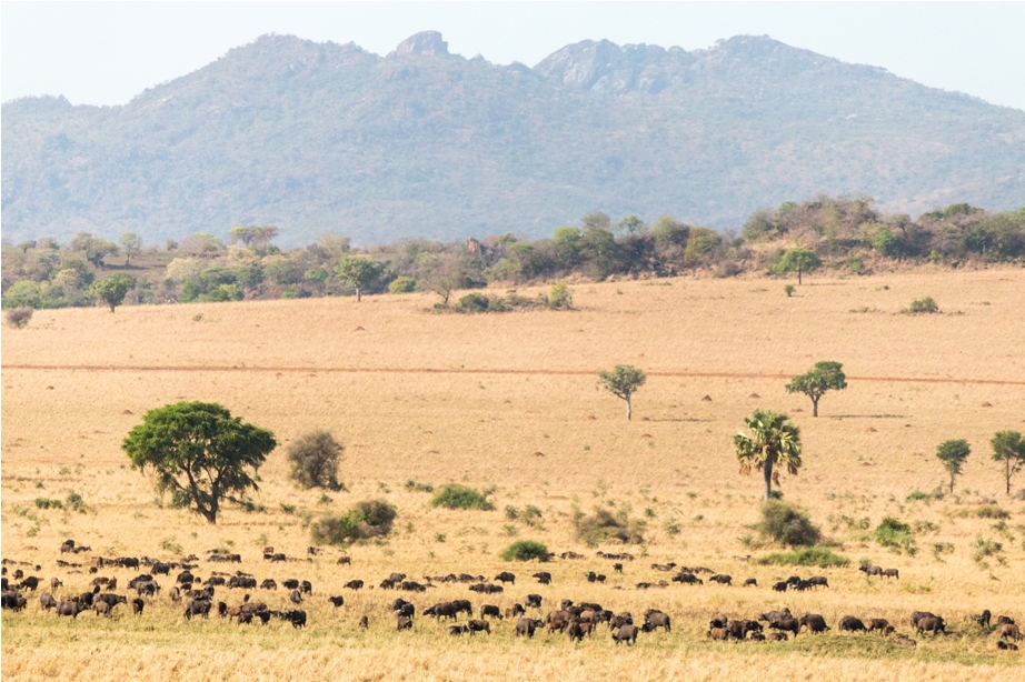 Landscape Kidepo National Park Uganda Africa (2)