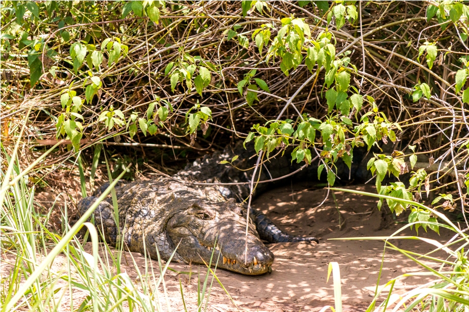 Nile Crocodile Murchinson National Park Uganda Africa (26)