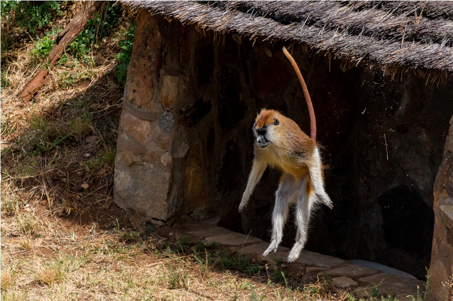 Patas Monkey Kidepo National Park Uganda Africa (7)