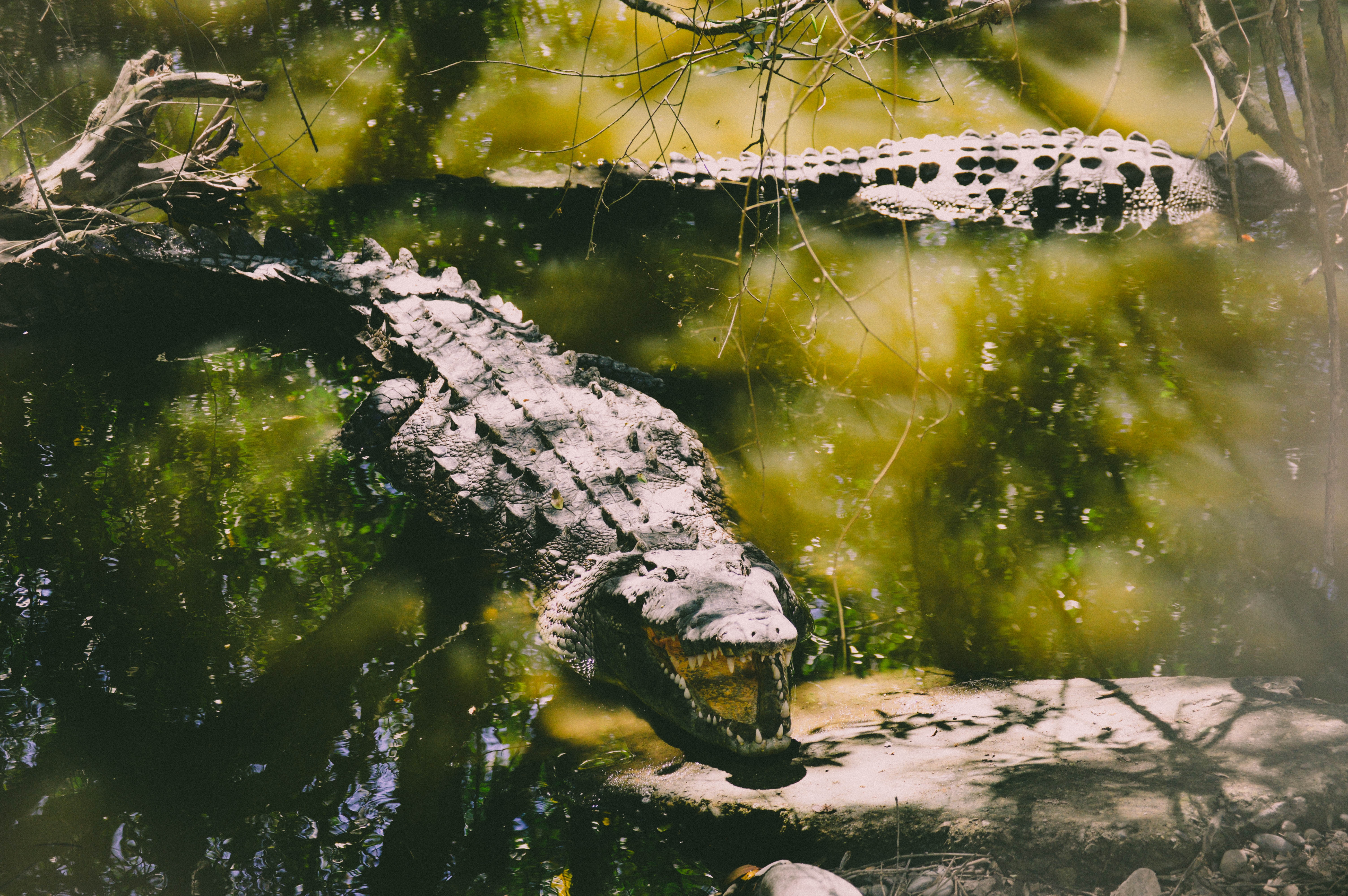 Udawalawe National Park Sri Lanka Jeep Safari Crocodile