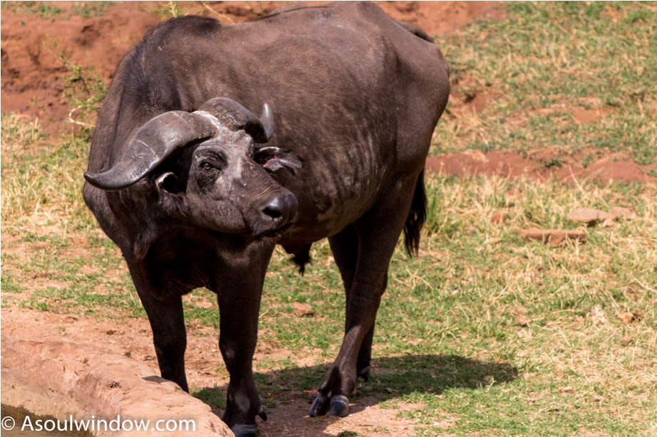 Wild Buffalo Kidepo National Park Uganda Africa (6)