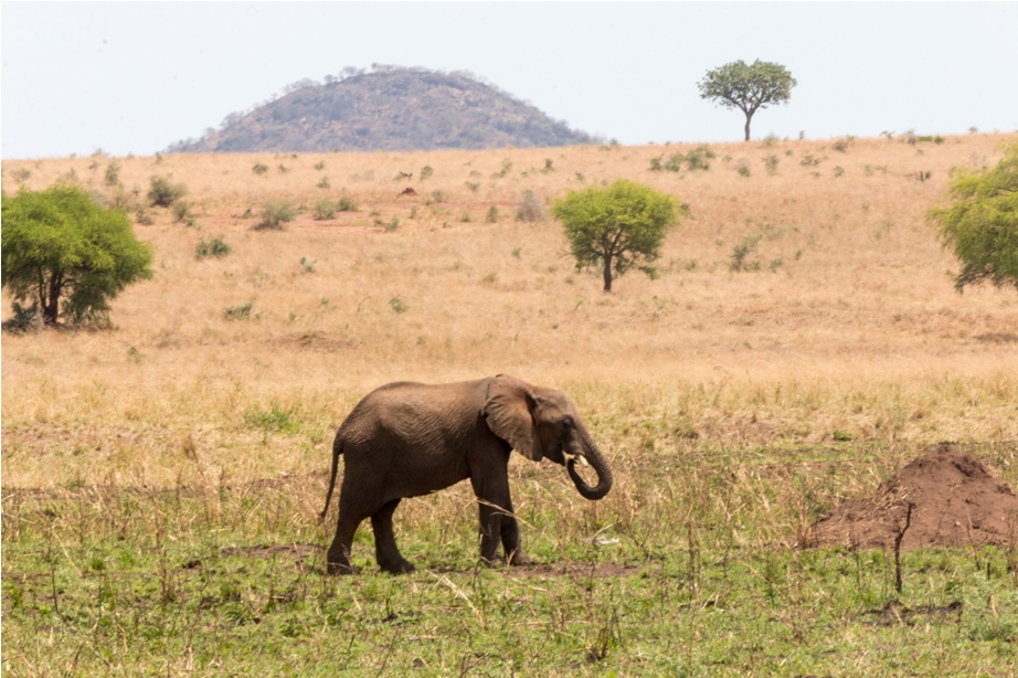 Wild Elephant Kidepo National Park Uganda Africa (8)