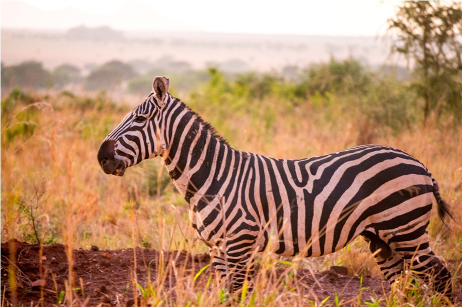 Zebra Kidepo National Park Uganda Africa (38)