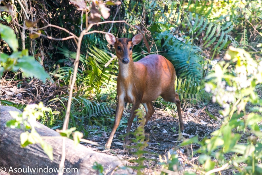 Barking Deer Manas National Park Bodoland Assam India (16)
