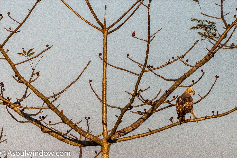 Changeable Hawk Eagle Manas National Park Bodoland Assam India (3)