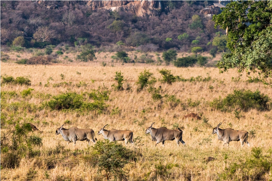 Common eland wild buffalo Kidepo National Park Uganda Africa (6)
