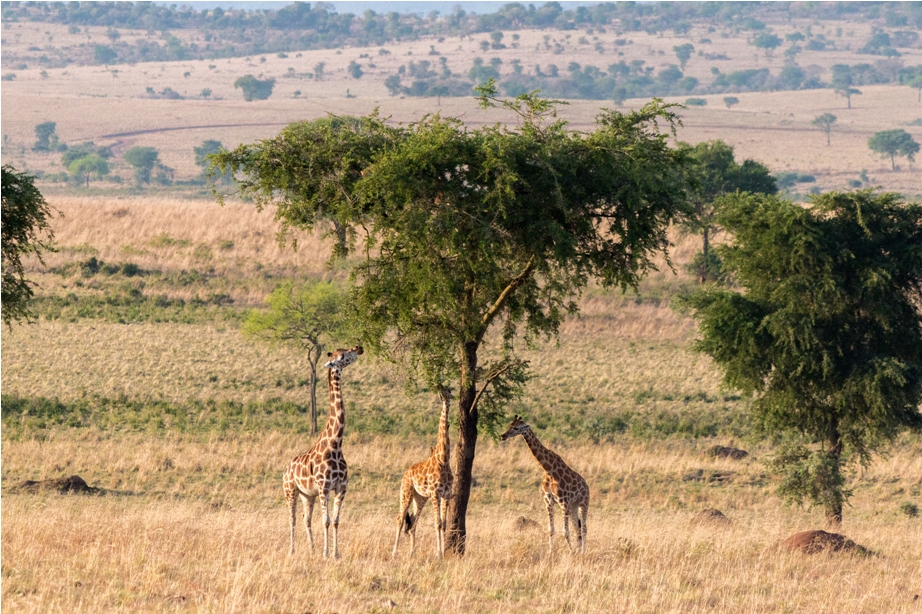 Giraffe Kidepo National Park Uganda Africa (12)