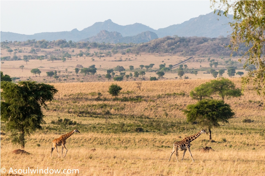 Giraffe Kidepo National Park Uganda Africa (20)