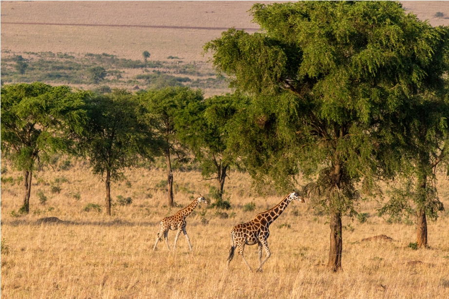 Giraffe Kidepo National Park Uganda Africa (8)