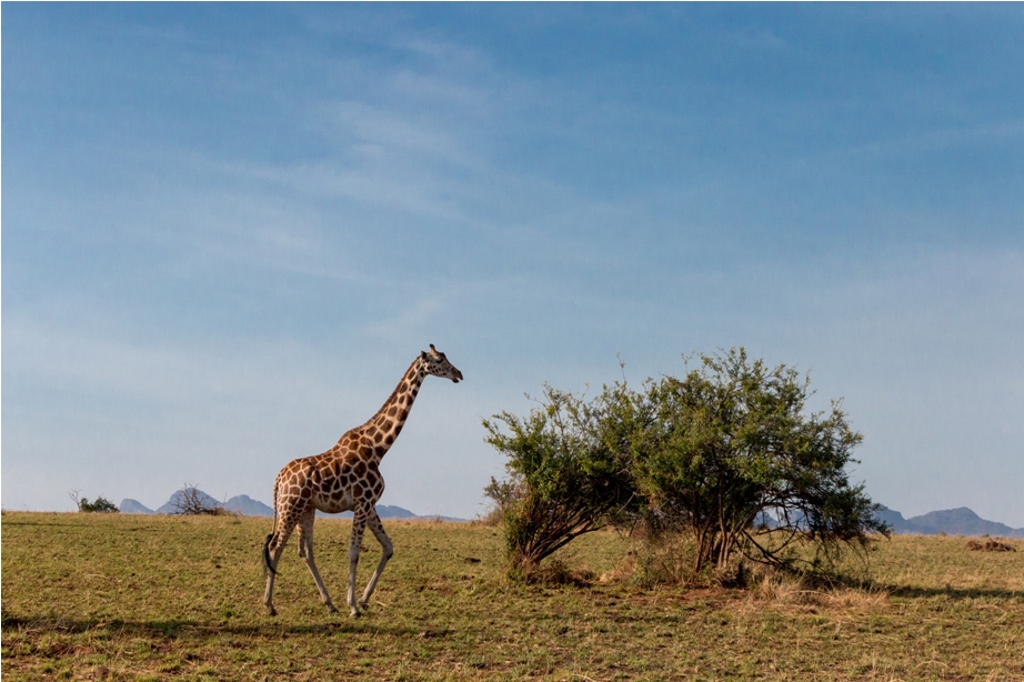 Girrafe Kidepo National Park Uganda Africa (46)
