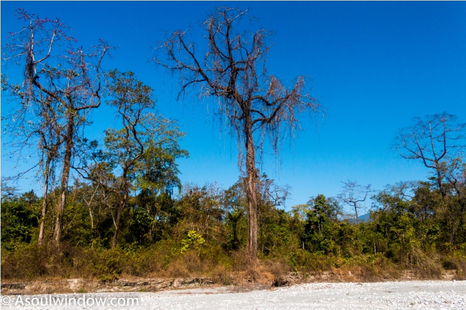 Landscape Manas National Park Bodoland Assam India (19)