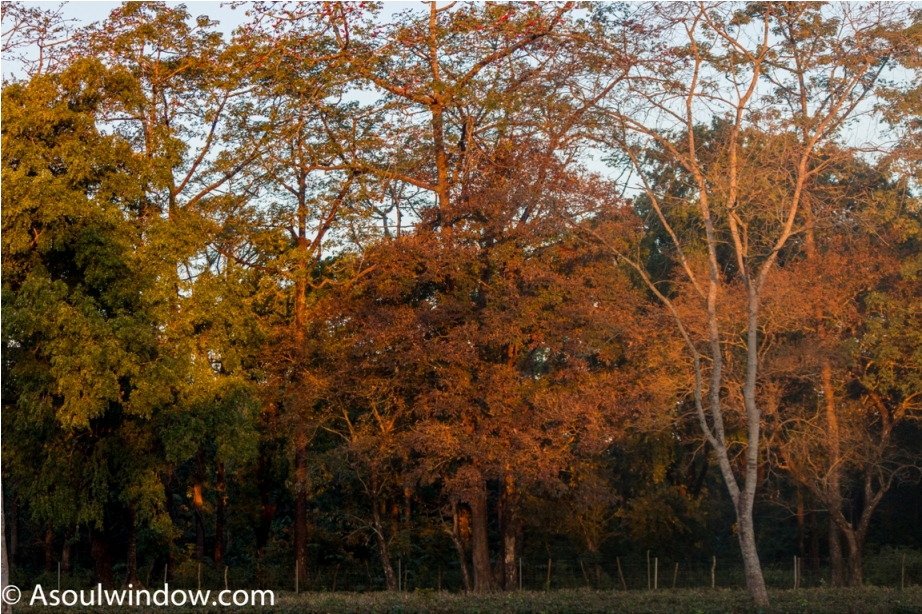 Landscape Manas National Park Bodoland Assam India (5)