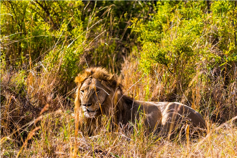 Lion Kidepo National Park Uganda Africa (2)