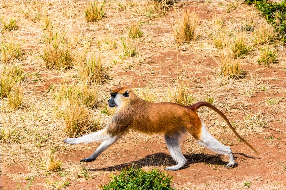 Patas Monkey Kidepo National Park Uganda Africa (1)