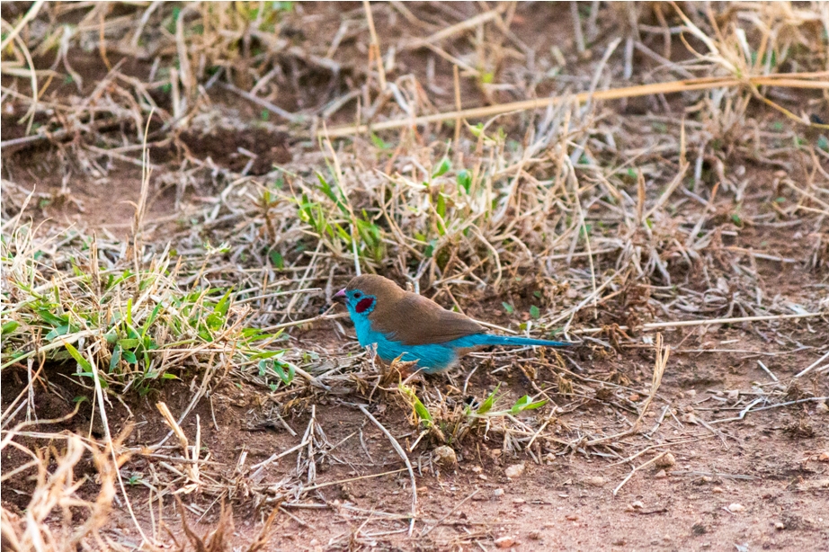 Red cheeked cordon blue Kidepo National Park Uganda Africa (7)