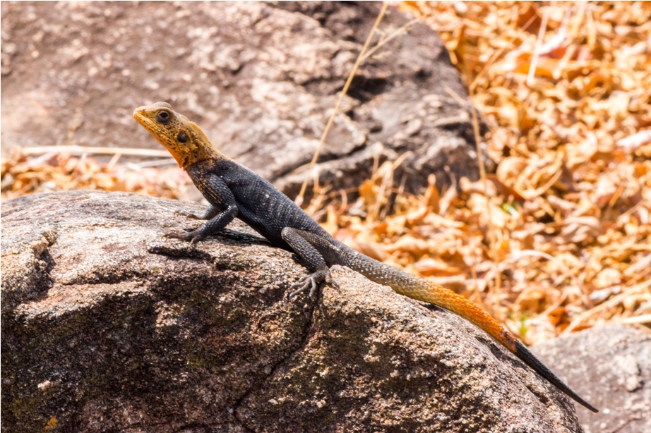 Red headed agama lizard Kidepo National Park Uganda Africa (22)