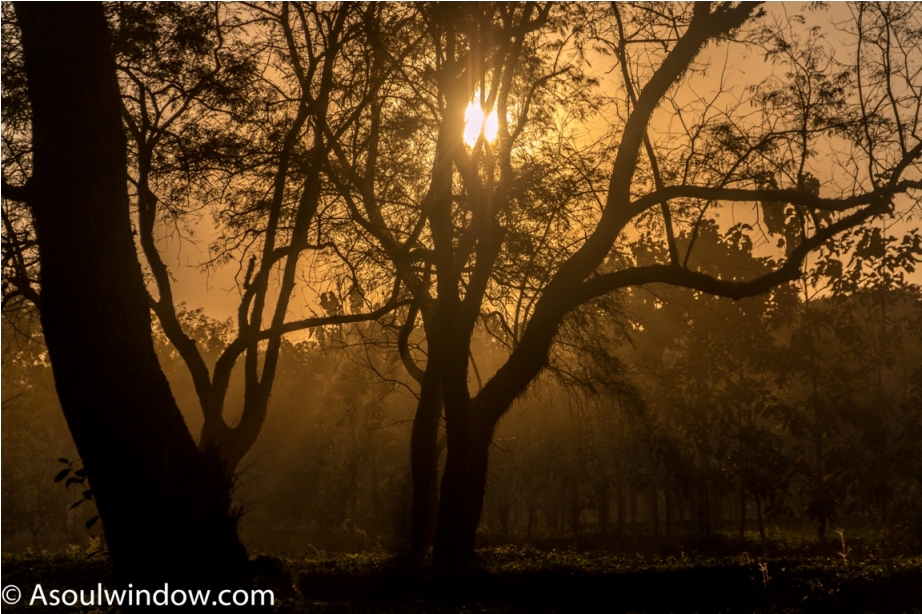 Sunset tea garden Manas National Park Bodoland Assam India (26)