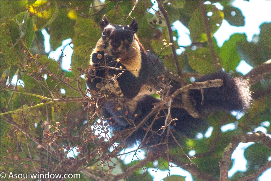 The black giant squirrel or Malayan giant squirrel Ratufa bicolor Manas National Park Bodoland Assam India (14)