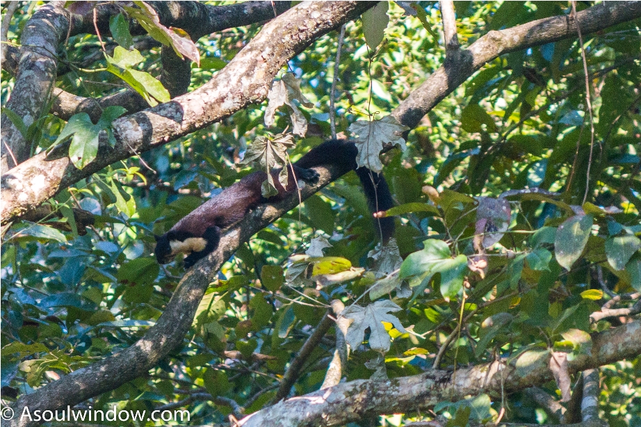 The black giant squirrel or Malayan giant squirrel Ratufa bicolor Manas National Park Bodoland Assam India (2)