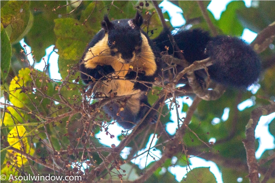 The black giant squirrel or Malayan giant squirrel Ratufa bicolorManas National Park Bodoland Assam India (11)