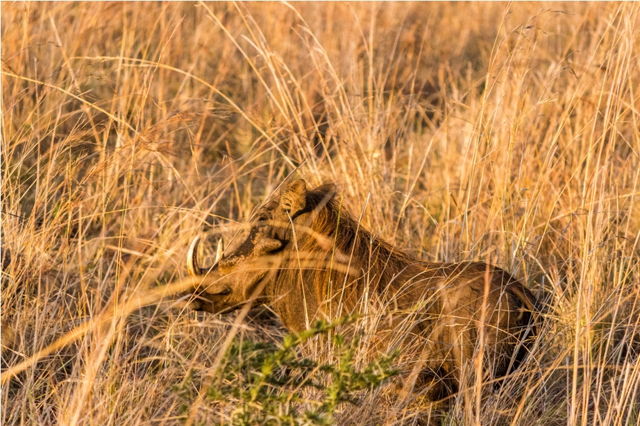 Warthog Kidepo National Park Uganda Africa (11)