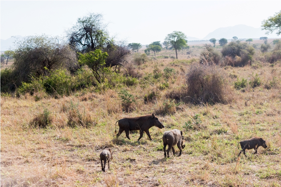 Warthog Kidepo National Park Uganda Africa