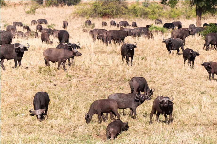 Wild Buffalo Kidepo National Park Uganda Africa (10)