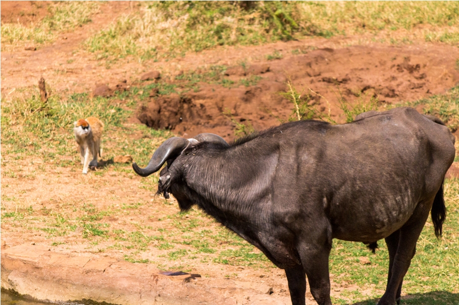 Wild Buffalo Kidepo National Park Uganda Africa (27)