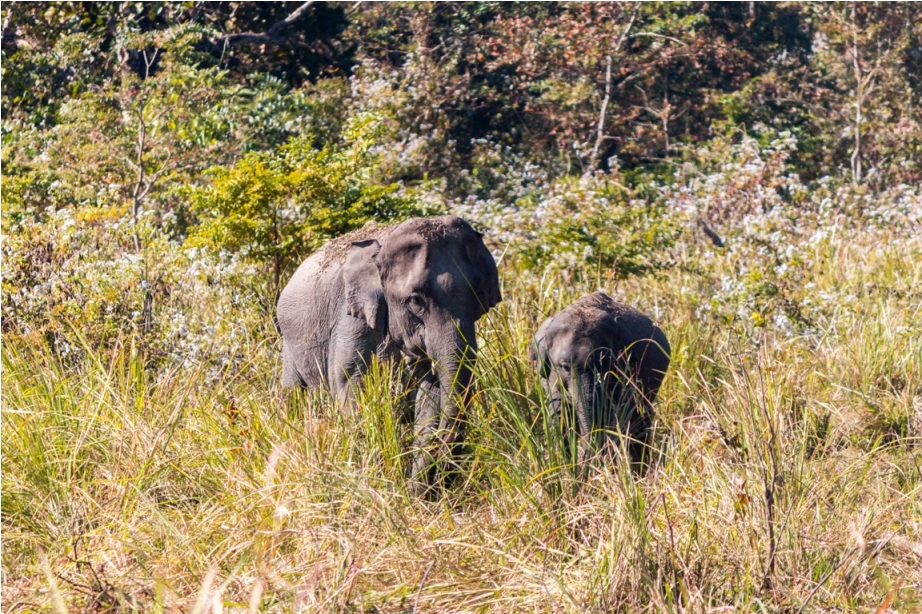 Wild Elephant Manas National Park Bodoland Assam India (36)