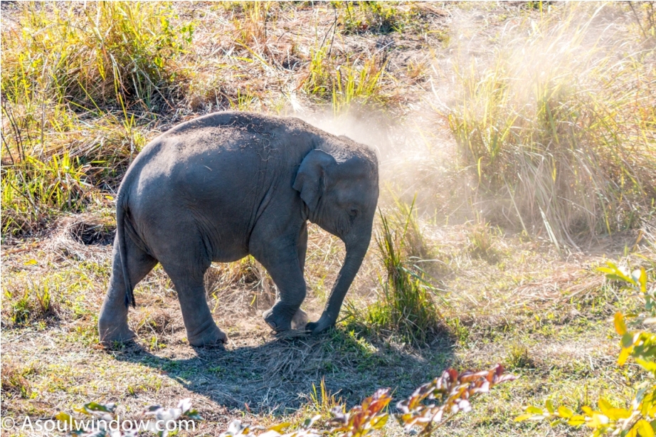 Wild Elephant Manas National Park Bodoland Assam India (4)