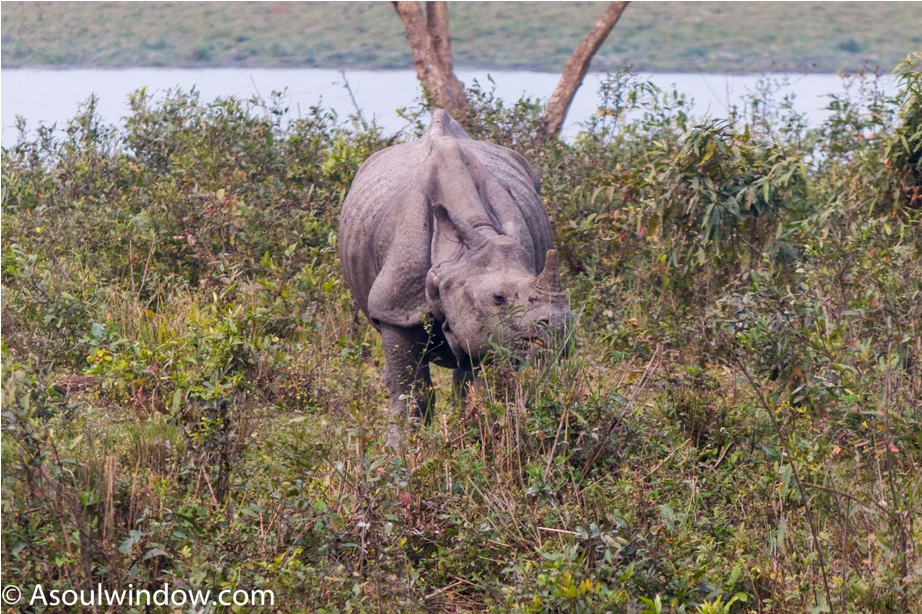 Greater one horned Rhinoceros in Kaziranga National Park, Assam 