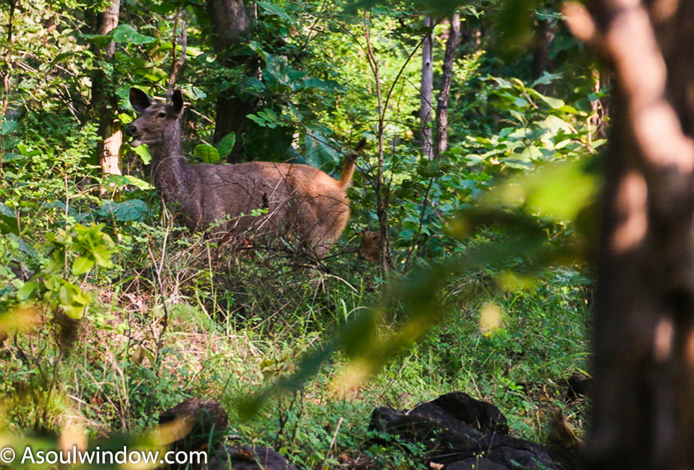 Sambar Deer aka Swamp deer in Satpura Forest