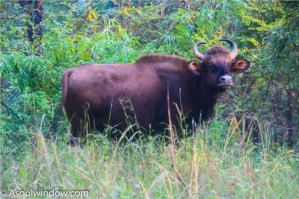 gaur aka Indian Bison