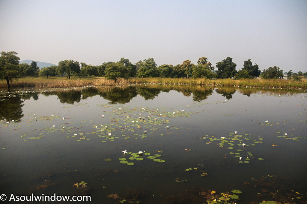 Satpura national Park pond