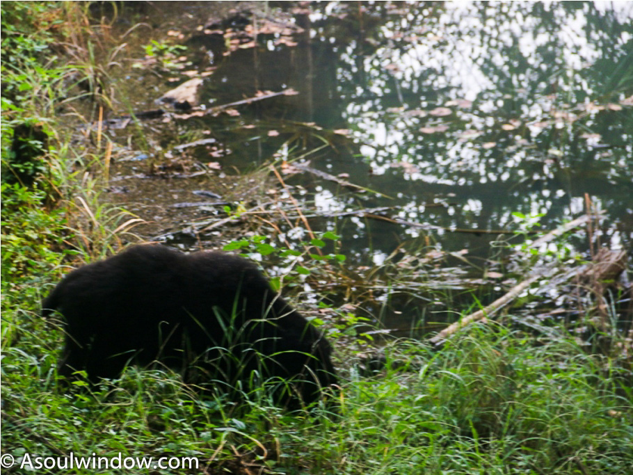 Black Sloth Bear