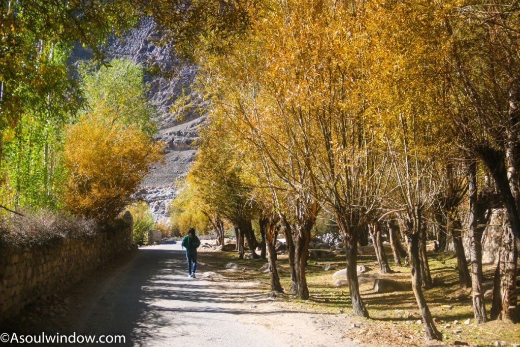 Autumn fall colors leaves tree Nubra valley in September Hundar Diskit Leh Ladakh Temperature climate