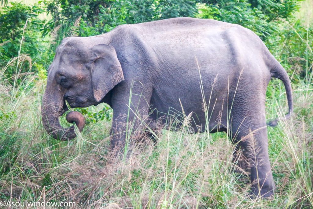 Asian elephant female or Elephas maximus Jhirna Zone Dhela Gate Laldhang Chaur 