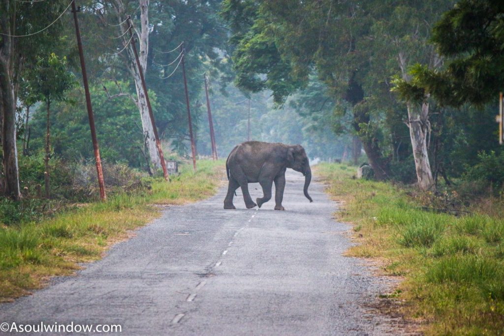 Asian elephant or Elephas maximus Jhirna Zone Dhela Gate Laldhang Chaur