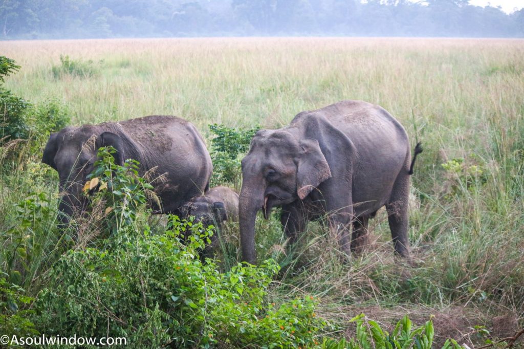 Asian elephants or Elephas maximus with calf 