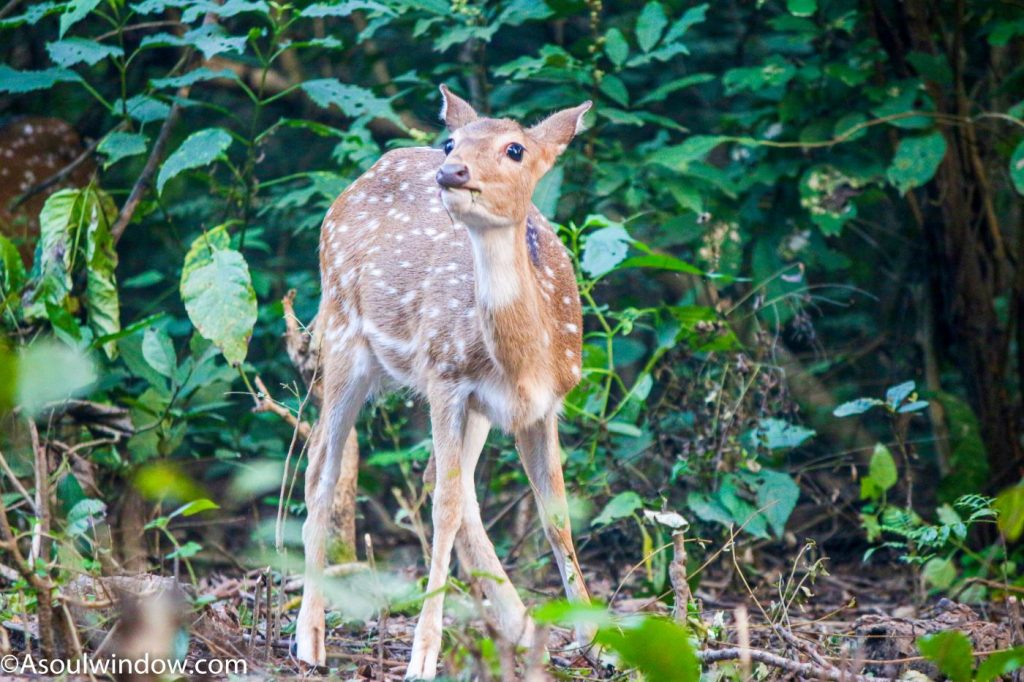 Spotted deer or Axis deer or Axis Axis or Cervus axis in Jhirna Zone Safari in Jim Corbett National Park